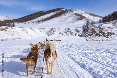 The nearest available place for dog sledding is on the river of Terelj in Terelj National Park. It takes just an hour to reach the dog sledding camp from Ulaanbaatar. photo