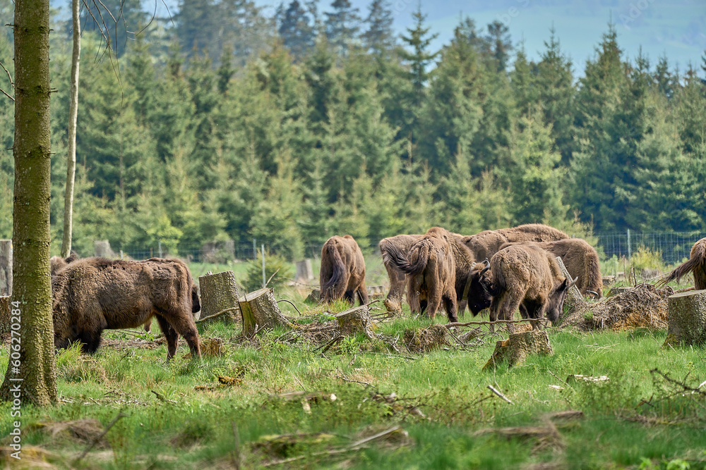 Fototapeta premium wild living European wood Bison, also Wisent or Bison Bonasus, is a large land mammal and was almost extinct in Europe, but now reintroduced to the Roothaarsteig mountains in Sauerland Germany.