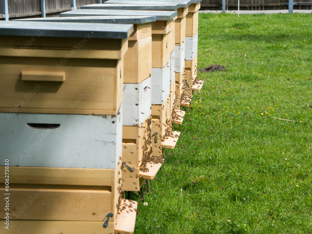 Hives for bees in the meadow Hives for bees in the meadow