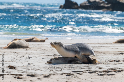 Australian sea lions on the beach 