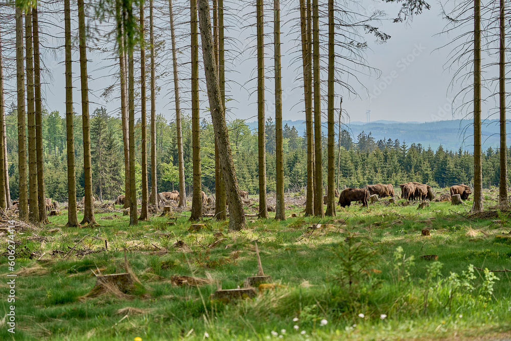 Obraz premium wild living European wood Bison, also Wisent or Bison Bonasus, is a large land mammal and was almost extinct in Europe, but now reintroduced to the Roothaarsteig mountains in Sauerland Germany.