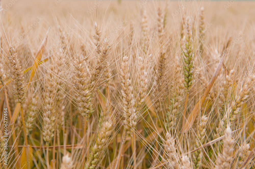 Wheat field. Ears of golden wheat in harvest season Wheat field. Ears of golden wheat in harvest season