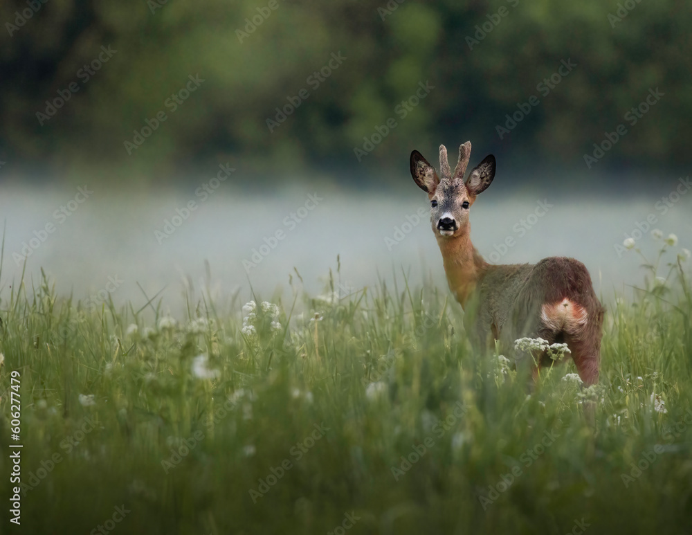 deer in the grass deer in the grass
