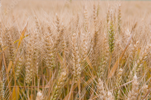 Wheat field. Ears of golden wheat  in harvest season