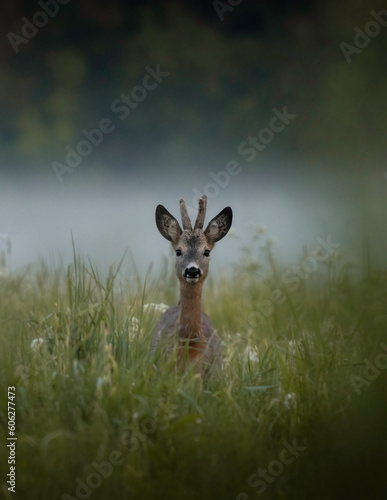 Canvas Print deer in the grass