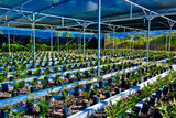 view of macademia plant in nursery
