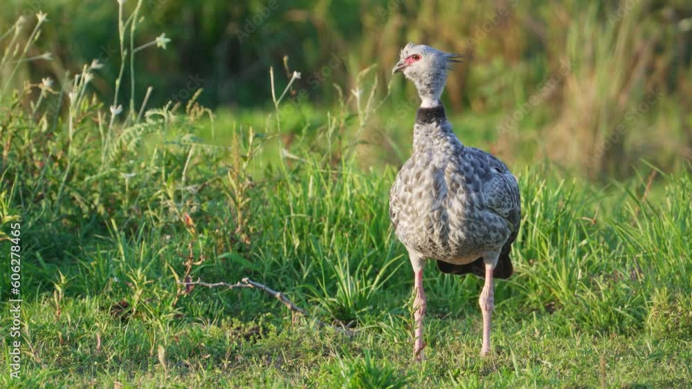 Frontal view of southern screamer tall grey bird standing in front of tall grass Frontal view of southern screamer tall grey bird standing in front of tall grass