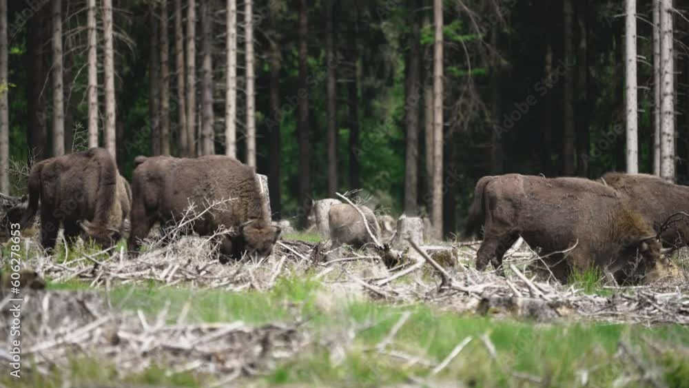 wild living European wood Bison, also Wisent or Bison Bonasus, is a large land mammal and was almost extinct in Europe, but now reintroduced to the Roothaarsteig mountains in Sauerland Germany. wild living European wood Bison, also Wisent or Bison Bonasus, is a large land mammal and was almost extinct in Europe, but now reintroduced to the Roothaarsteig mountains in Sauerland Germany.