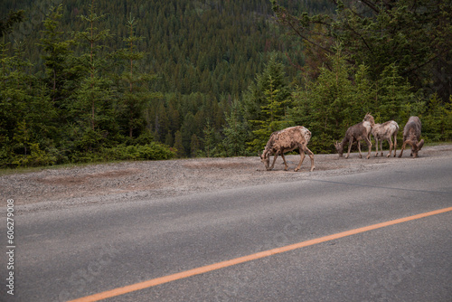 Mountain bighorn sheep graze along the road during molting. An even-toed family in Rocky Mountain, Alberta, Canada