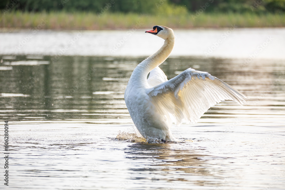 Obraz premium Wild bird mute swan (Cygnus olor), the male shows off and protects the family in spring on pond, Czech Republic Europe wildlife