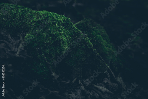 Lush green forest moss