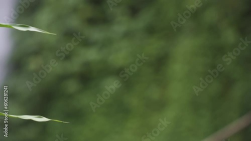 Flora and Melanting waterfall out of focus, Wanagiri Sukasada Pancasari Sukasada, Gobleg, Kabupaten Buleleng, Bali, Indonesia, South East Asia photo