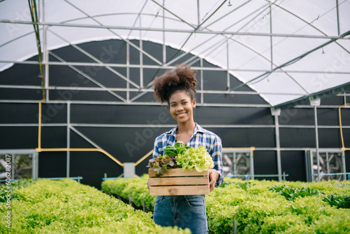 farmers hand harvest fresh salad vegetables in hydroponic plant system farms in the greenhouse