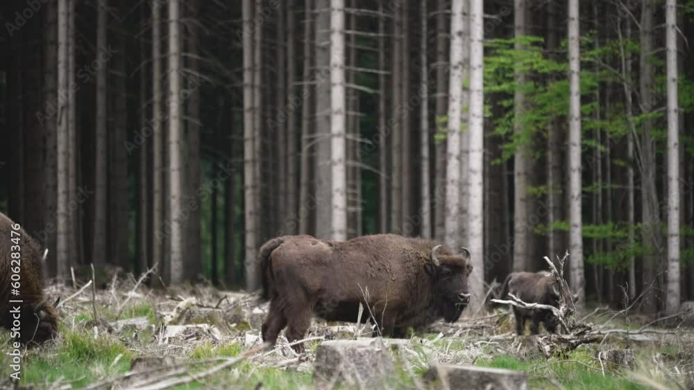 wild living European wood Bison, also Wisent or Bison Bonasus, is a large land mammal and was almost extinct in Europe, but now reintroduced to the Roothaarsteig mountains in Sauerland Germany. wild living European wood Bison, also Wisent or Bison Bonasus, is a large land mammal and was almost extinct in Europe, but now reintroduced to the Roothaarsteig mountains in Sauerland Germany.