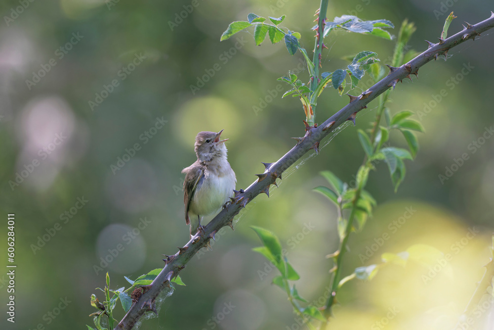 Fototapeta premium Garden warbler Sylvia borin male perched and singing in spring