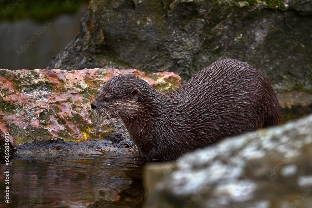 Oriental small-clawed otter, Aonyx cinereus, water mammal in the water, Kalkata, India. Urban wildlife in the town. Nature wildlife. Otter in the water. Oriental small-clawed otter, Aonyx cinereus, water mammal in the water, Kalkata, India. Urban wildlife in the town. Nature wildlife. Otter in the water.