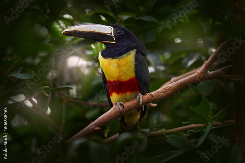 Black-necked aracari, Pteroglossus aracari, Vicosa, Brazil. photo