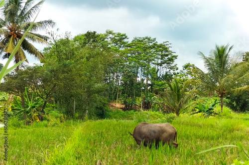 A buffalo in a harvested paddy field. Selective focus.
