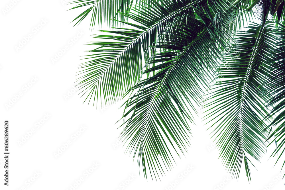 leaf coconut tree isolated, Green leaves pattern leaf coconut tree isolated, Green leaves pattern