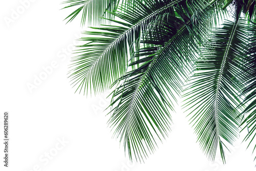 leaf coconut tree isolated  Green leaves pattern