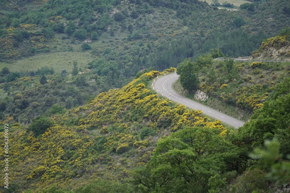 winding road in the mountains of the col de Macuegne in the south of France lined up with yellow broom bushes in bloom
