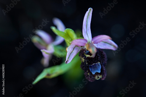 Ophrys bertolonii, Gargano in Italy. Flowering European terrestrial wild orchid, nature habitat. Beautiful detail of bloom, spring scene from Europe. Wild flower on green meadow, ophrys. photo