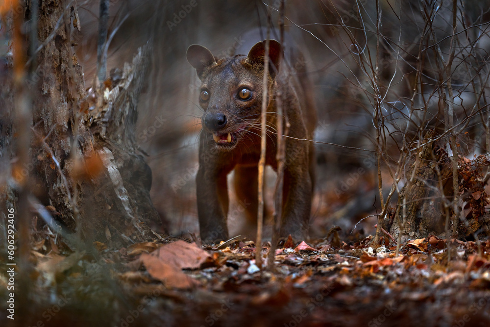 Fosa, mammal in nature habitat, wild. Rare cat dog look animal in dry ...