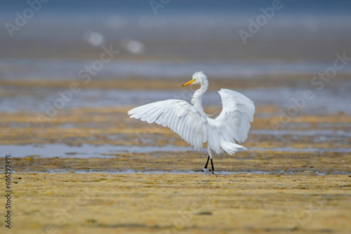 Egret