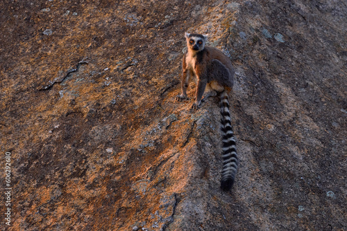Monkey with granite rock, sunset. Madagascar wildlife, Ring-tailed Lemur, Lemur catta. Animal from Madagascar, Africa, orange eyes. Evening light sunset, Anja Nature Park. © ondrejprosicky