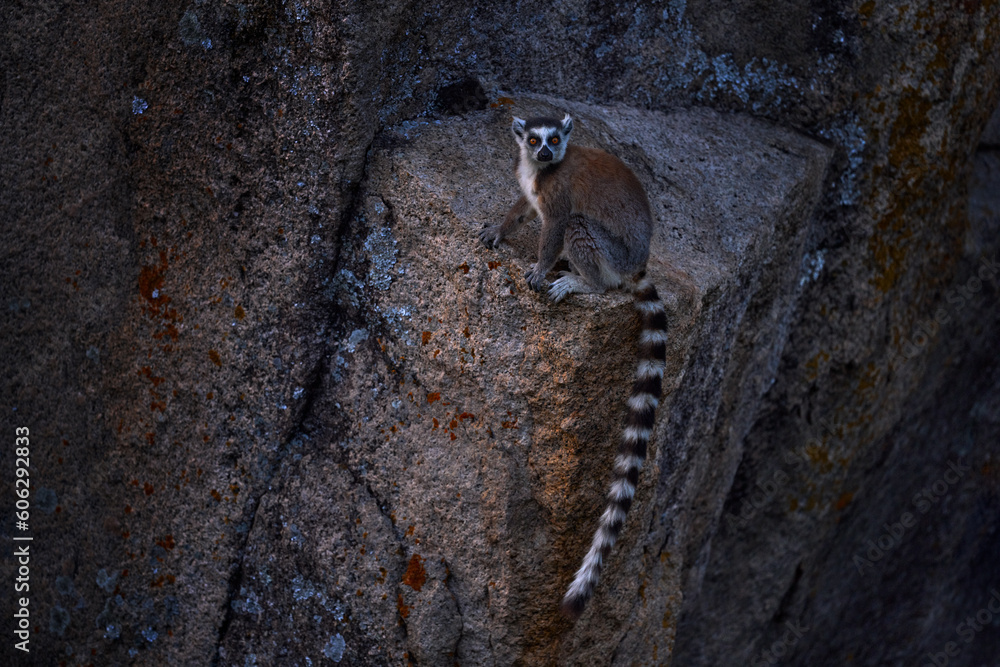 Obraz premium Monkey with granite rock, sunset. Madagascar wildlife, Ring-tailed Lemur, Lemur catta. Animal from Madagascar, Africa, orange eyes. Evening light sunset, Anja Nature Park.