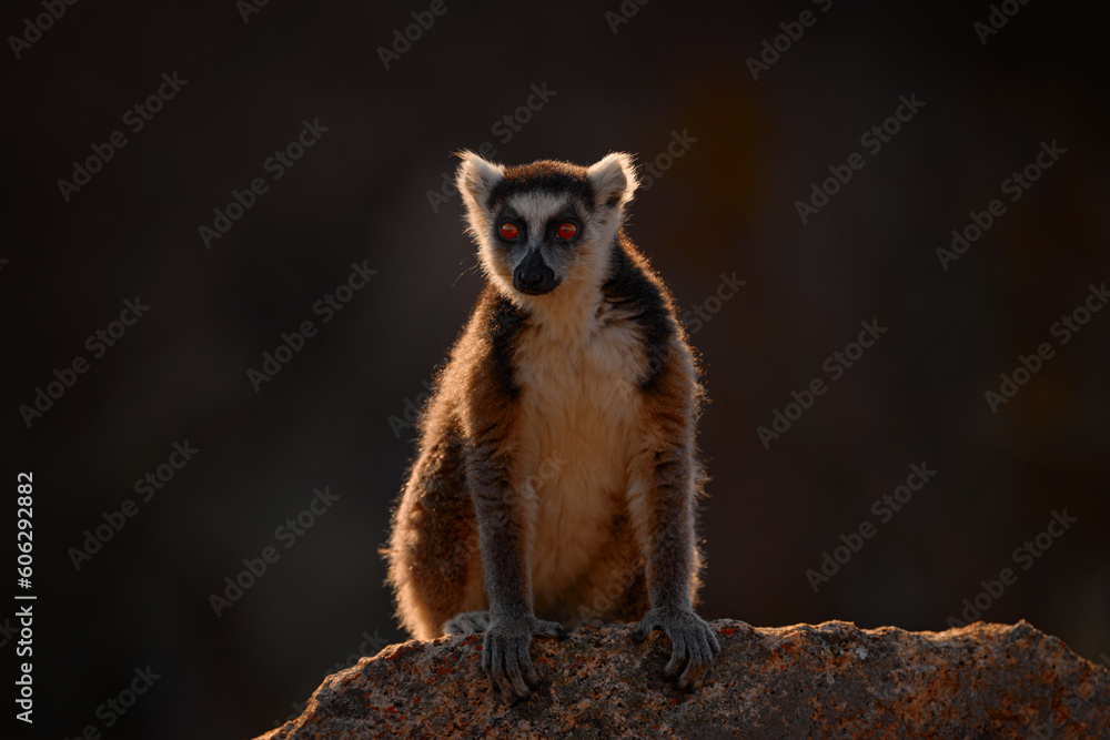 Obraz premium Monkey with granite rock, sunset. Madagascar wildlife, Ring-tailed Lemur, Lemur catta. Animal from Madagascar, Africa, orange eyes. Evening light sunset, Anja Nature Park.