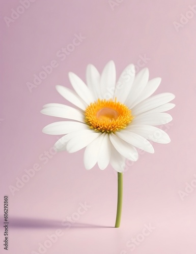 daisy flower © ນາງ ນີ່ນ່າ ອິນຖາວອນ 