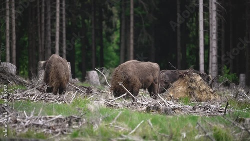 wild living European wood Bison, also Wisent or Bison Bonasus, is a large land mammal and was almost extinct in Europe, but now reintroduced to the Roothaarsteig mountains in Sauerland Germany. photo