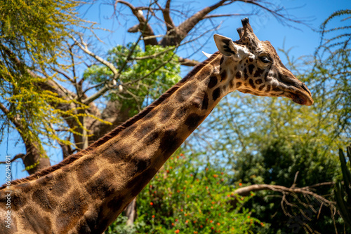 giraffe in the wild