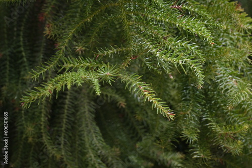 close up of a pine tree