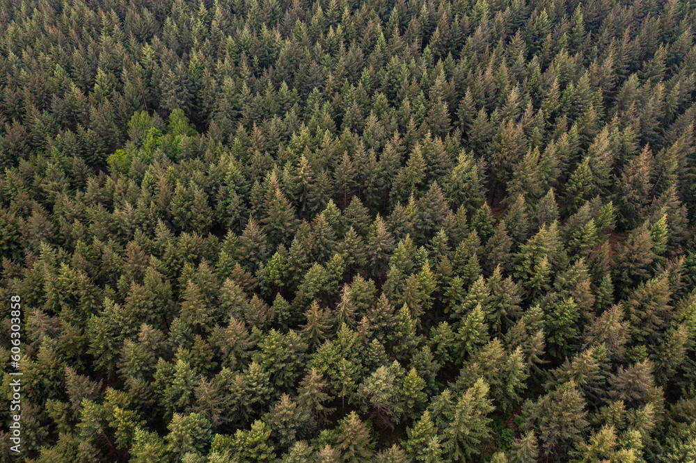 View over pine tree forest View over pine tree forest