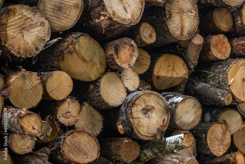 Tree logs displayed on top of each other in a timber production area