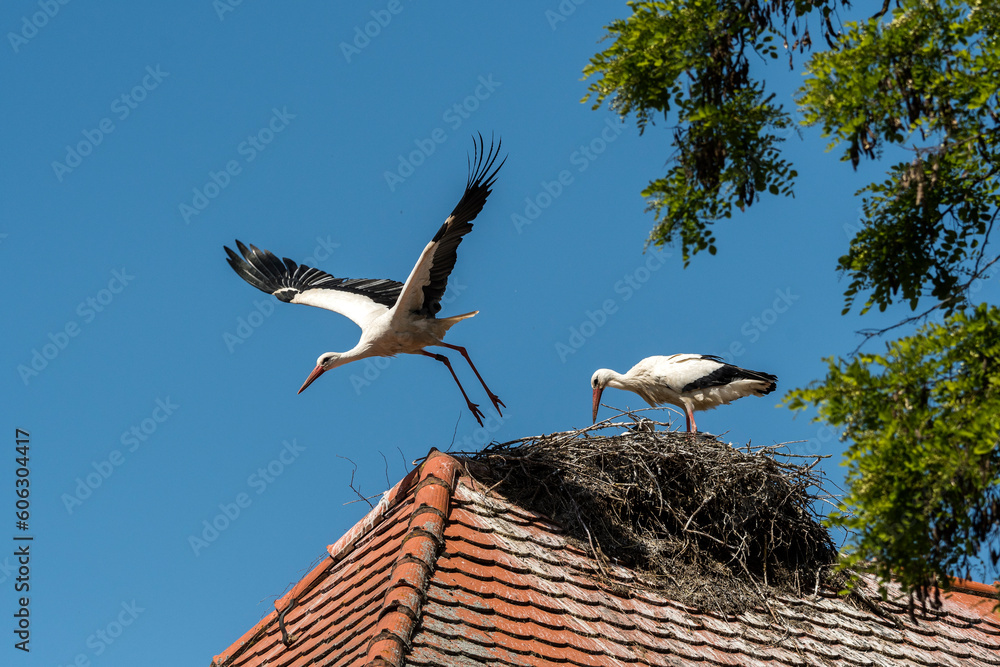 Fototapeta premium Weißstorch
