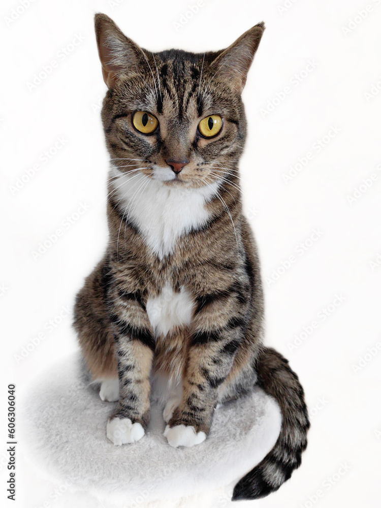 Portrait of a gray, striped cat with beautiful eyes on a white background