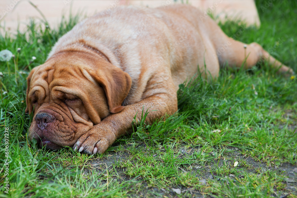 Funny labrador dog sleeps in the grass outside on summer vacation holidays.