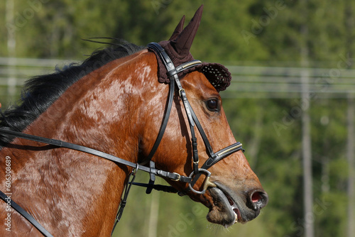 portrait of a horse © Kata