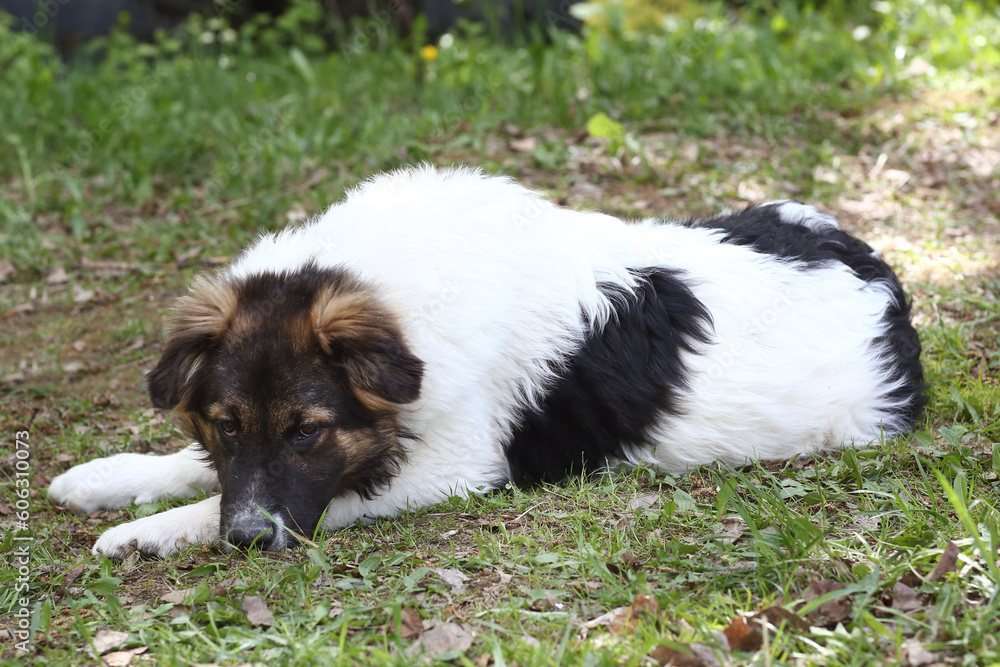 Obraz premium black and white big puppy dog full body portrait on green grass background