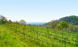 Southern Wine Route