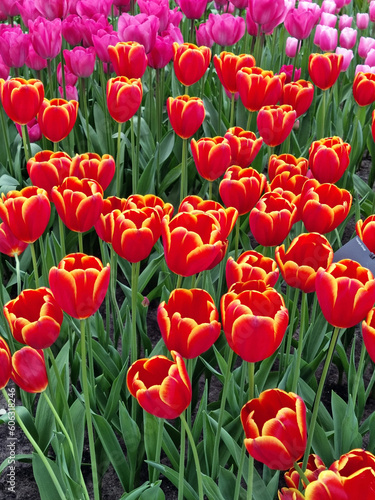 A Captivating Display of Netherlands' Tulip Field