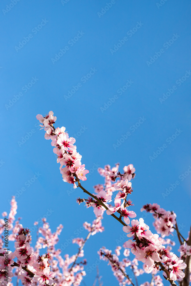 Spring time background. Beautiful blooming tree with almond flower in bloom agaist the blue sky Spring time background. Beautiful blooming tree with almond flower in bloom agaist the blue sky