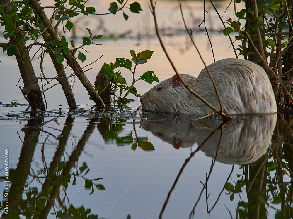Φωτογραφία an albino Nutria, Myocastor coypus, also coypu, is a large, herbivorous, semiaquatic rodent, is an invasive species in Europe, which was introduced from America for fur hunting, at the Loire river