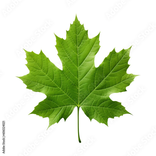 Green maple leaf on a transparent background. Generative AI