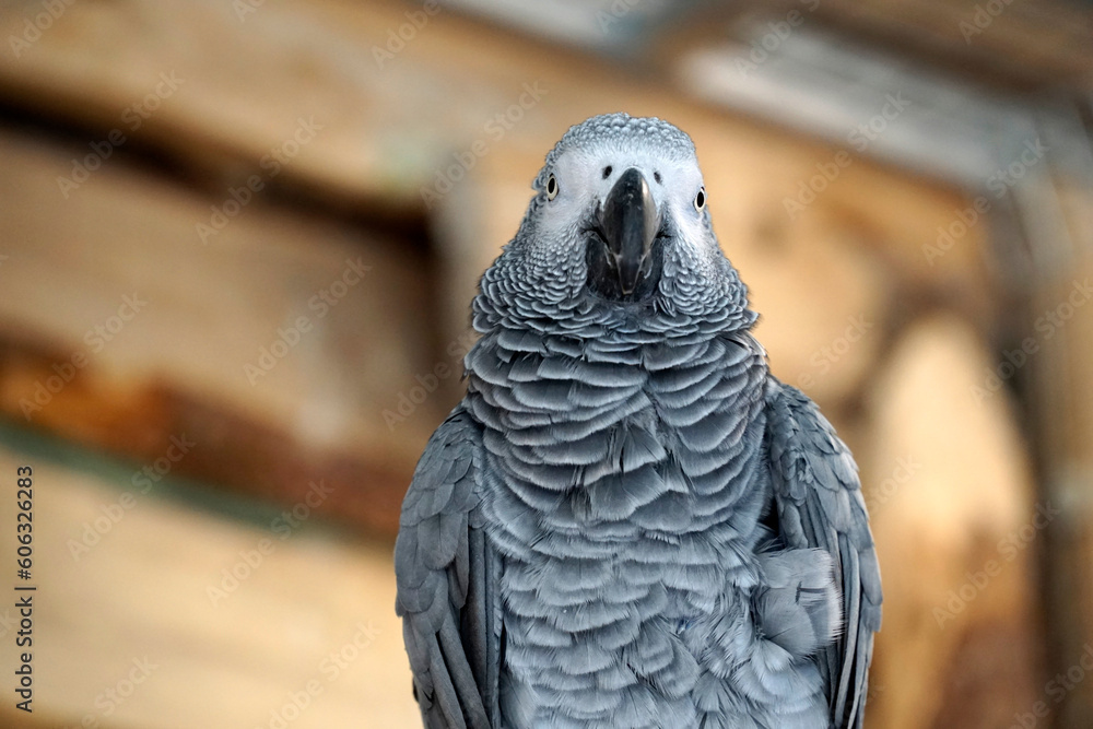 Fototapeta premium African grey parrot - front view