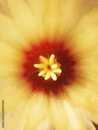 Close up Beautiful cactus flowers, Yellow flowers of Parodia aureispina cactus bloom