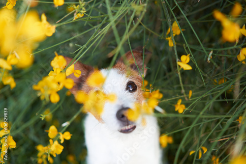 dog in yellow colors. Summer mood. Funny and Cheerful jack russell terrier in flowers